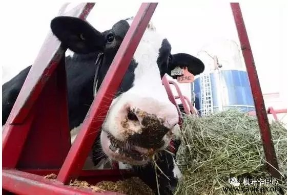 <b>【加拿大枫叶卡】加拿大最有名的“牛”“下岗了”！请认准新代言“牛”！</b>